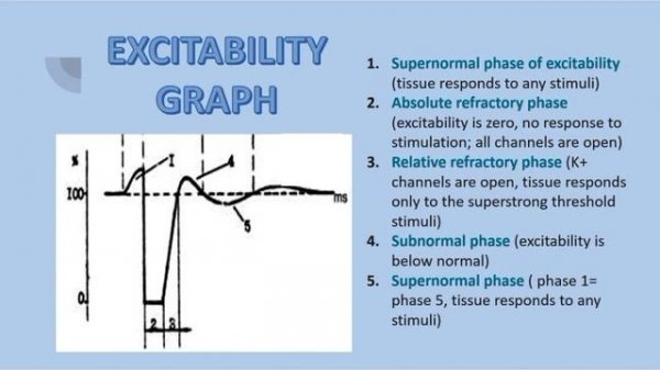 Excitability of Tissue