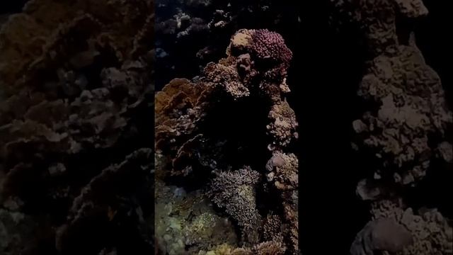 Египет, Марса Алам, Снорклинг в красном море / Egypt, Marsa Alam, Snorkeling in the Red Sea #egypt смотреть онлайн
