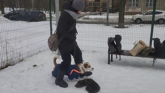 Service Dog Trainining At Home 🏠 Dogs Training Зоопсихолог 🐕 Моя Жизнь Кино 📽 Музей Псов Museum Dog смотреть онлайн