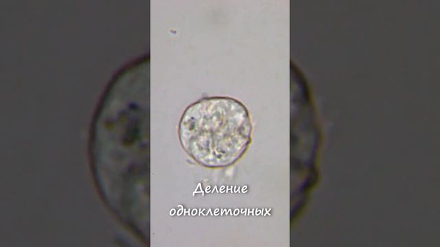 Деление одноклеточных #Shorts смотреть онлайн