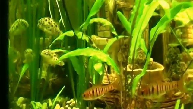 мой красивый аквариум тетрадон!!!!!! смотреть онлайн