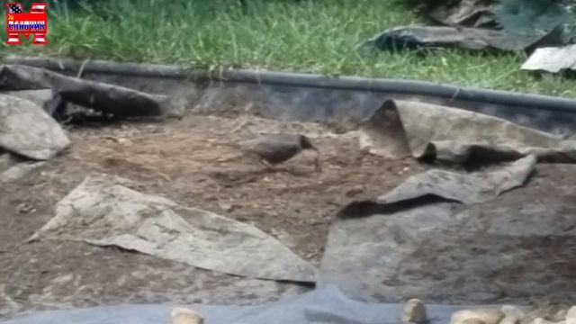 Газон своими руками.