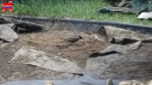 Газон своими руками.