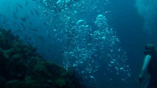 Whale Shark in the Wild - Chumpon - Koh Tao, Thailand 7-19-2012 смотреть онлайн