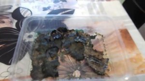 94 Получение эфиппий дафний Моина в домашних условиях.