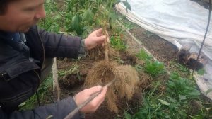 Сладкий перец и его корневая система.О чем нужно знать!!!