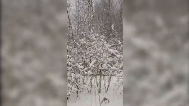 Симферопольское шоссе, 65 км. от МКАД, дом 139 кв.м. на прилесном участке. смотреть онлайн