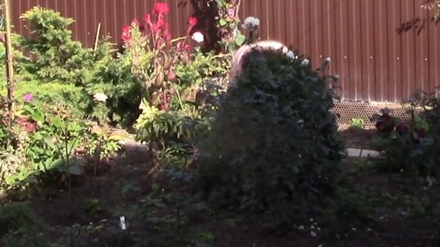 Из тиса - конус, из барбариса - шарик. смотреть онлайн