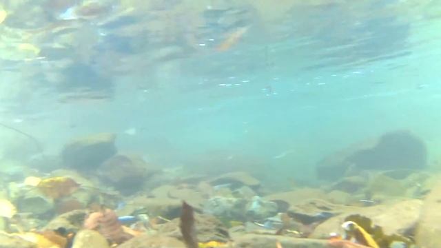 О.Сахалин смотреть онлайн