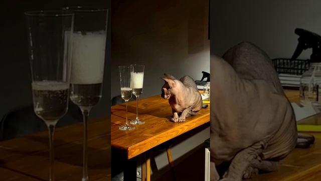 Funny with a cat / Прикол с котом #shorts #tiktok #youtubeshorts #comedy смотреть онлайн