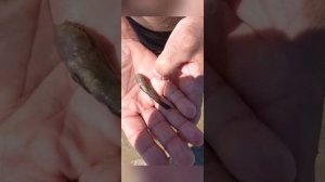 ФИНСКИЙ ЗАЛИВ. 4.07.22 . ЭТО ВАМ НЕ ЧЕРНОЕ МОРЕ .