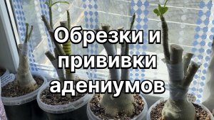 Подготовка адениумов к зимовке. Массовые обрезки и прививки. Зацвел красивый адениум. 4 октября 2024