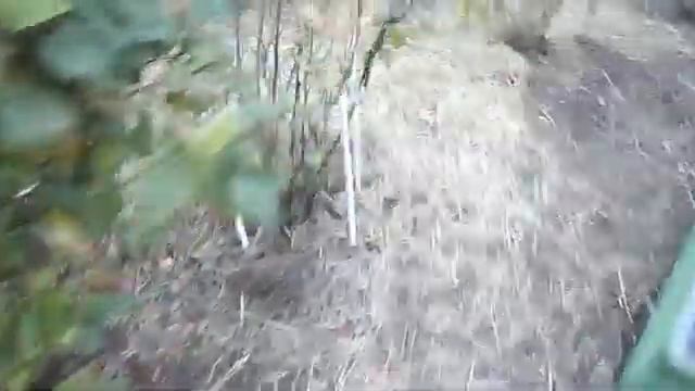 66 Опоры для смородины и крыжовника стойкие к ржавчине. смотреть онлайн