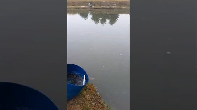 запуск на путевки смотреть онлайн