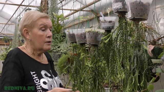 Хуперзия (Huperzia) (Плаун) необычное растение. смотреть онлайн