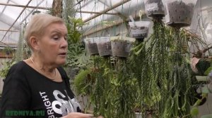 Хуперзия (Huperzia) (Плаун) необычное растение.