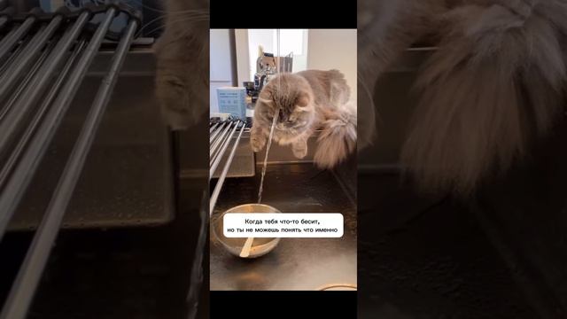 😹😹 смотреть онлайн