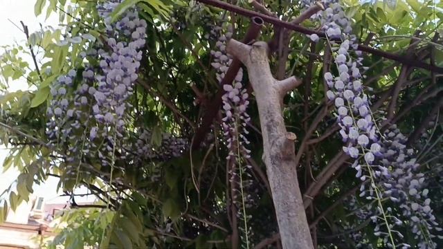 Ночь музеев в Кишинёве. смотреть онлайн