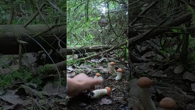 ПОДОСИНОВИК СМОРЧОК И БЕСПОДОБНАЯ СЕМЕЙКА БЕЛОНОЖКОВЫХ КРАСНЫХ смотреть онлайн