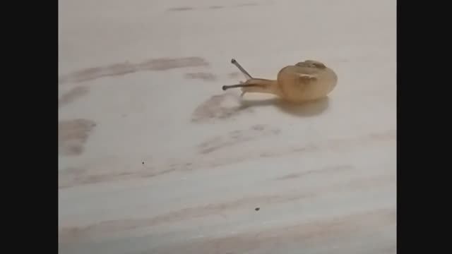 Детеныш улитки. Улитенок смотреть онлайн