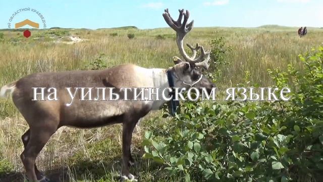 Уильтинские игры смотреть онлайн