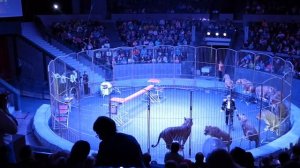 Цирк "Империя львиц"