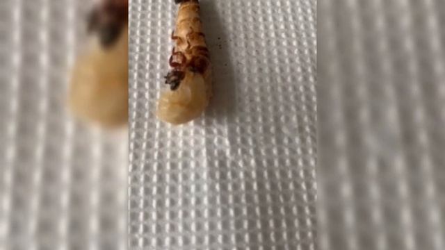 Как получается куколка из зоофобуса.🐛 Или что ест наша Клара? смотреть онлайн