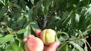 Персик Воронежский Кустовой в Воронеже. 12.09.2023