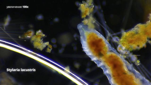 Червь Стилярия (Stylaria lacustris) и Спирт 96% смотреть онлайн