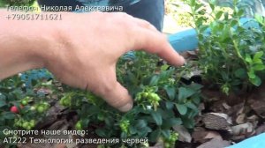 НИ33 Брусника в горшках №2 видео