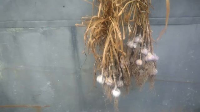 Как сушить чеснок после уборки с грядки смотреть онлайн