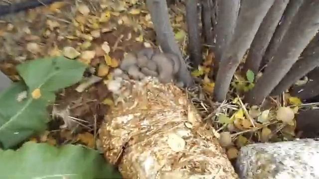 Сбор вешенки с отработанных блоков смотреть онлайн