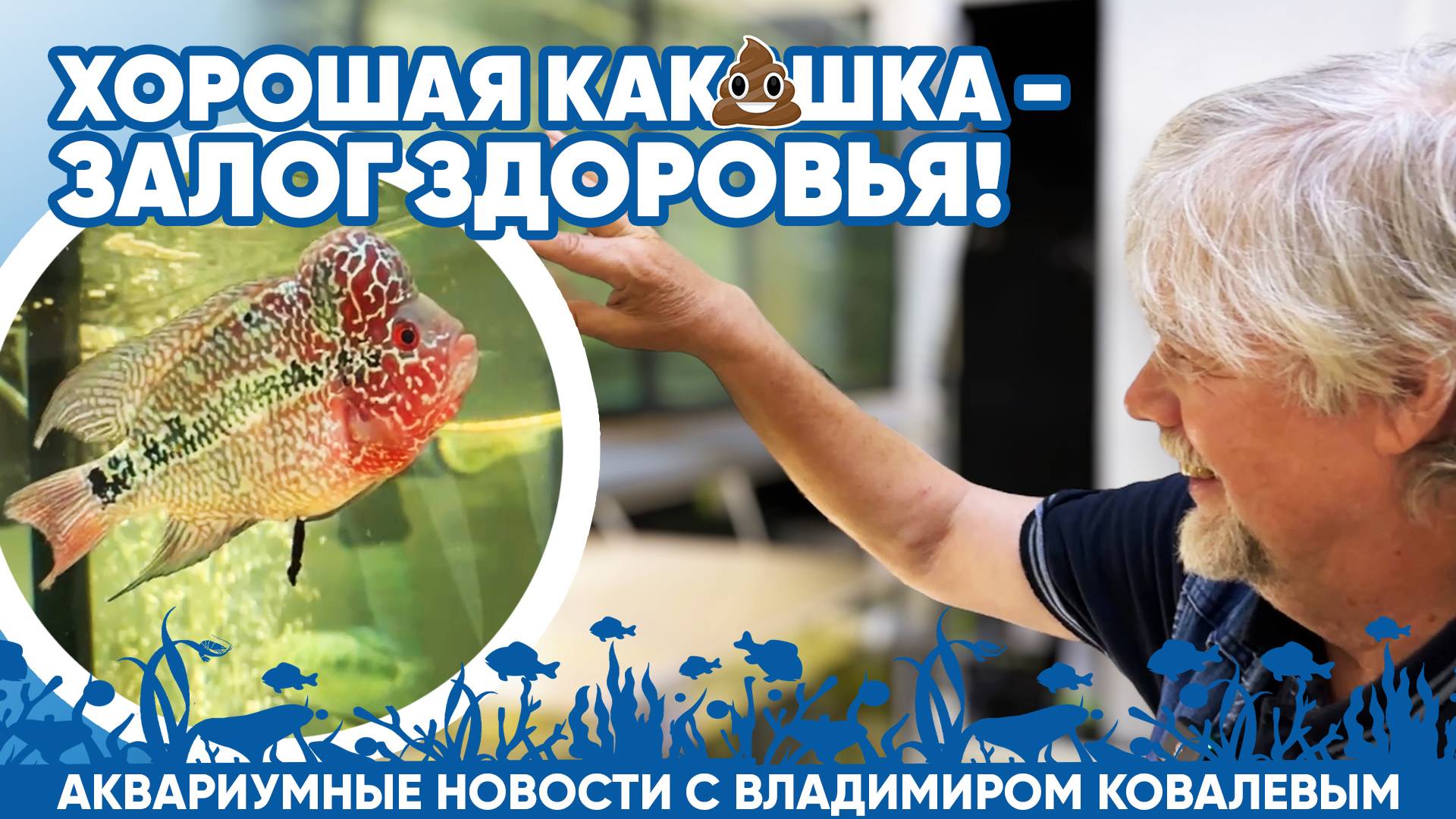Аквариумные новости с Владимиром Ковалёвым (04.10.24). Хорошая какашка - залог здоровья! смотреть онлайн