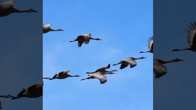 Журавли © Copyright: Бронислав Сычёв, 2023 Свидетельство о публикации №123091001982 смотреть онлайн