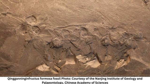 170 million-year-old ‘flower’ discovered by Chinese paleontologists смотреть онлайн