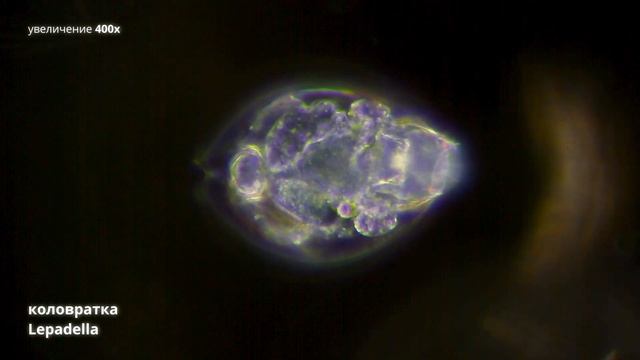 Дафния | Коловратка Lepadella | Cyclops Strenuus под микроскопом смотреть онлайн