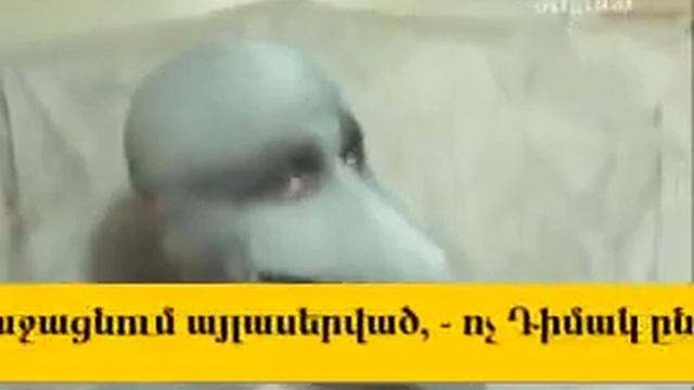 Человек-дельфин смотреть онлайн