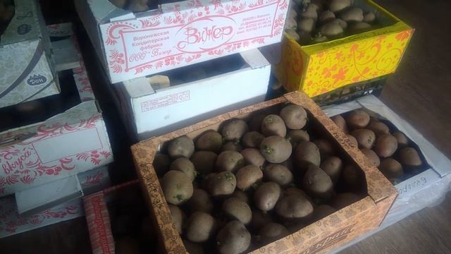 Семенной картофель весной.Что нужно сделать обязательно для дружных всходов с посадочным картофелем смотреть онлайн