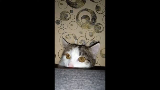 Чуня.Скример.