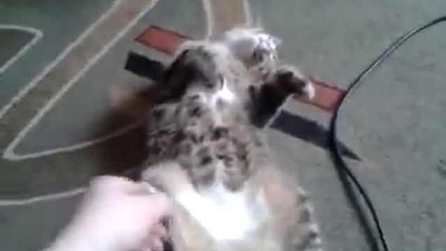 Кот Борис смотреть онлайн