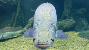 Куда сходить с ребенком в Москве / Океанариум РИО Москва / достопримечательности в Москве / март 23