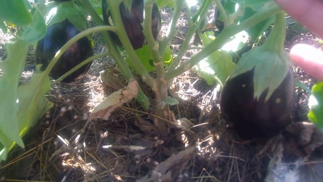 Баклажаны в открытом грунте в средней полосе.Сорта которые взяли на заметку смотреть онлайн