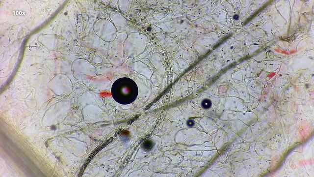 Откуда берутся ЧЕРВИ в инжире? Инжир и оса - бластофага смотреть онлайн