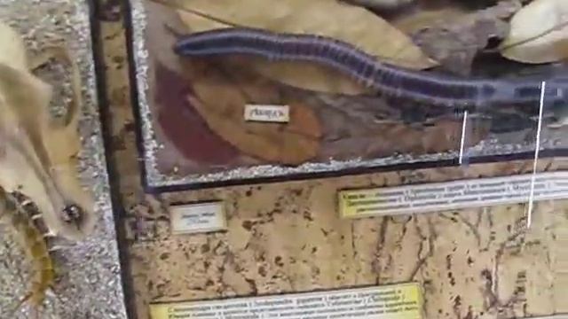 Выставка жуков и бабочек смотреть онлайн