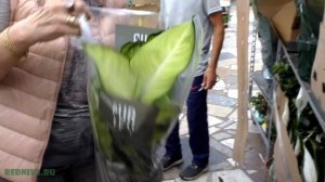 Поставка цветов из Нидерландов. Лекция о вновь прибывших)