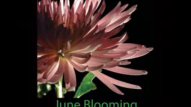 June Blooming - Brash смотреть онлайн