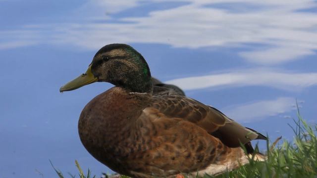 Толстая утка зевнула Видео ultra hd | The fat duck yawned Ultra HD смотреть онлайн