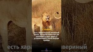 #факт #король #лев