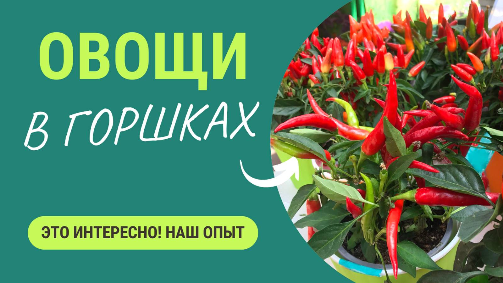 Помидоры, перцы, огурцы выращивать в горшках - здорово! Рассказываем наш опыт смотреть онлайн