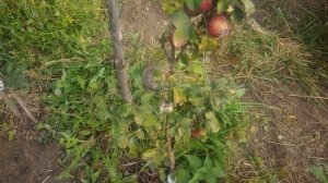 Яблоня Московское ожерелье.Первое впечатление